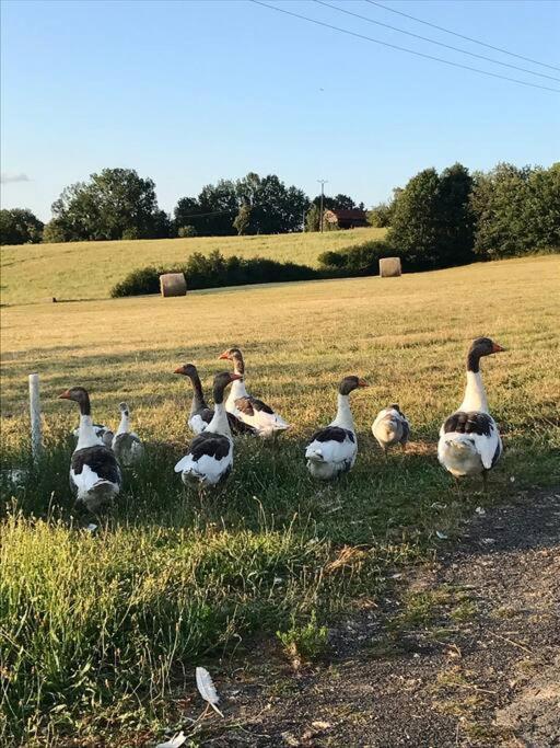 « Le Vieux Hangar » Gite A La Ferme Le Buisson-de-Cadouin Buitenkant foto